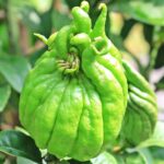 cedro